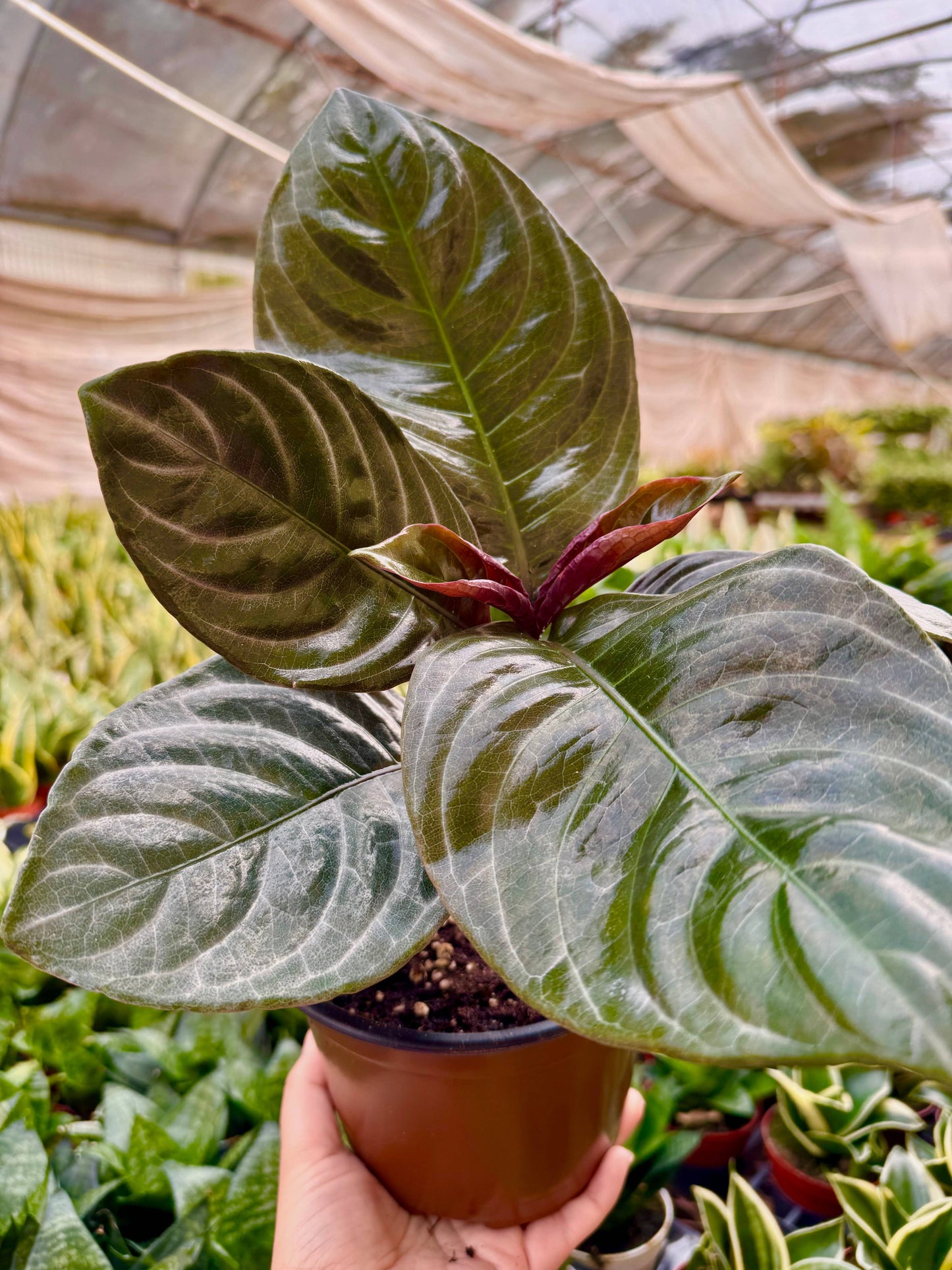 Aphelandra 'Nova Fuego': 6" Pot