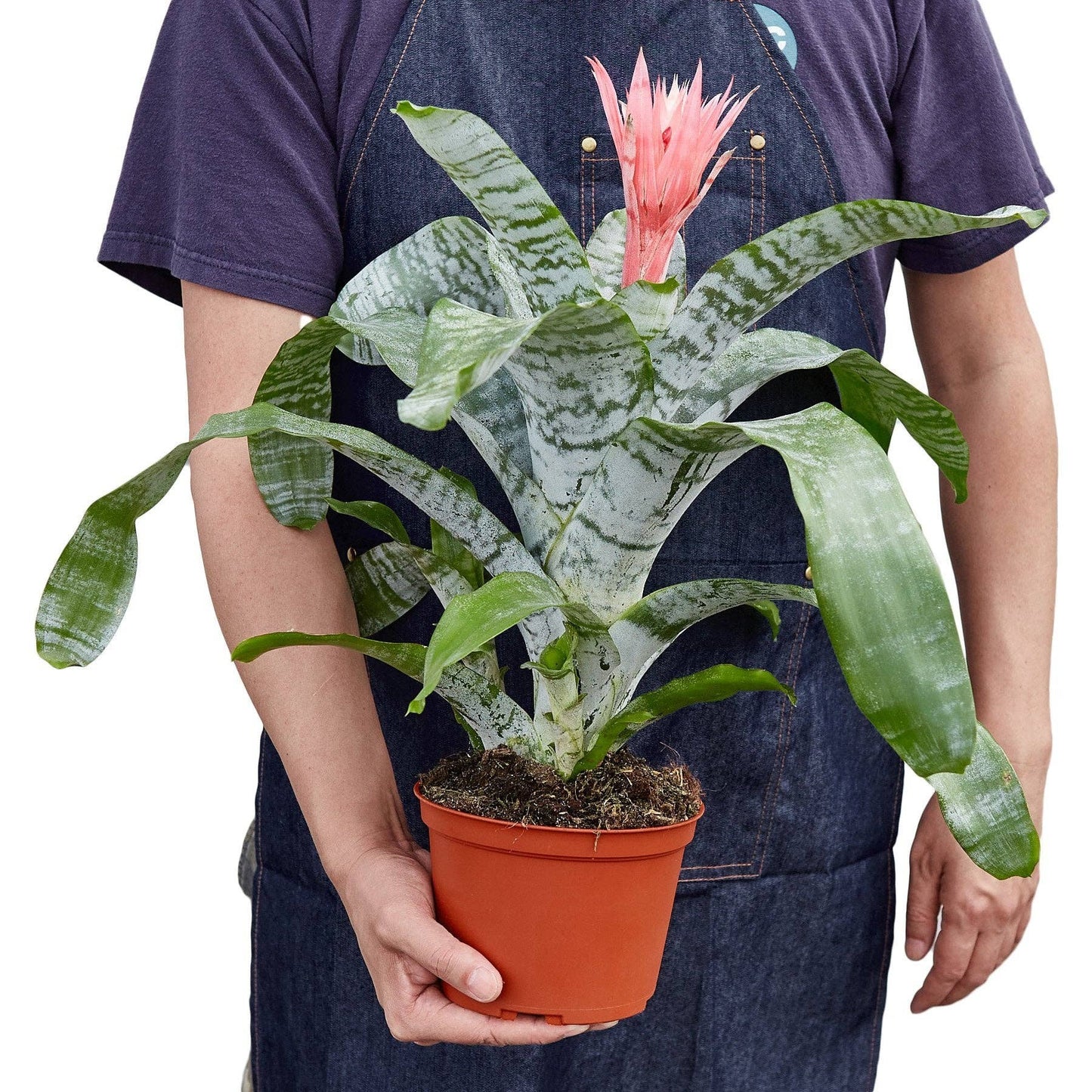 Bromeliad 'Silver Vase': 6" Pot