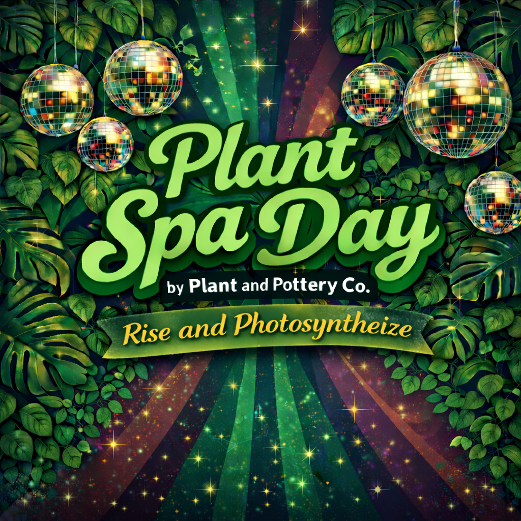 PRESALE FLASH Philodendron Florida Beauty X Mayoi