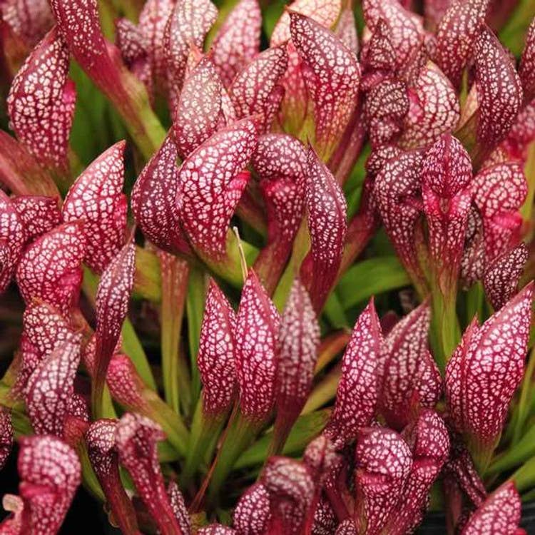 Sarracenia Scarlet Belle (pitcher plant). Starter plant.