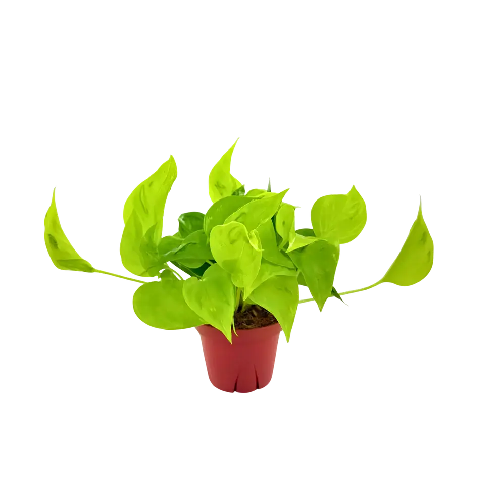 Pothos Sao Paulo