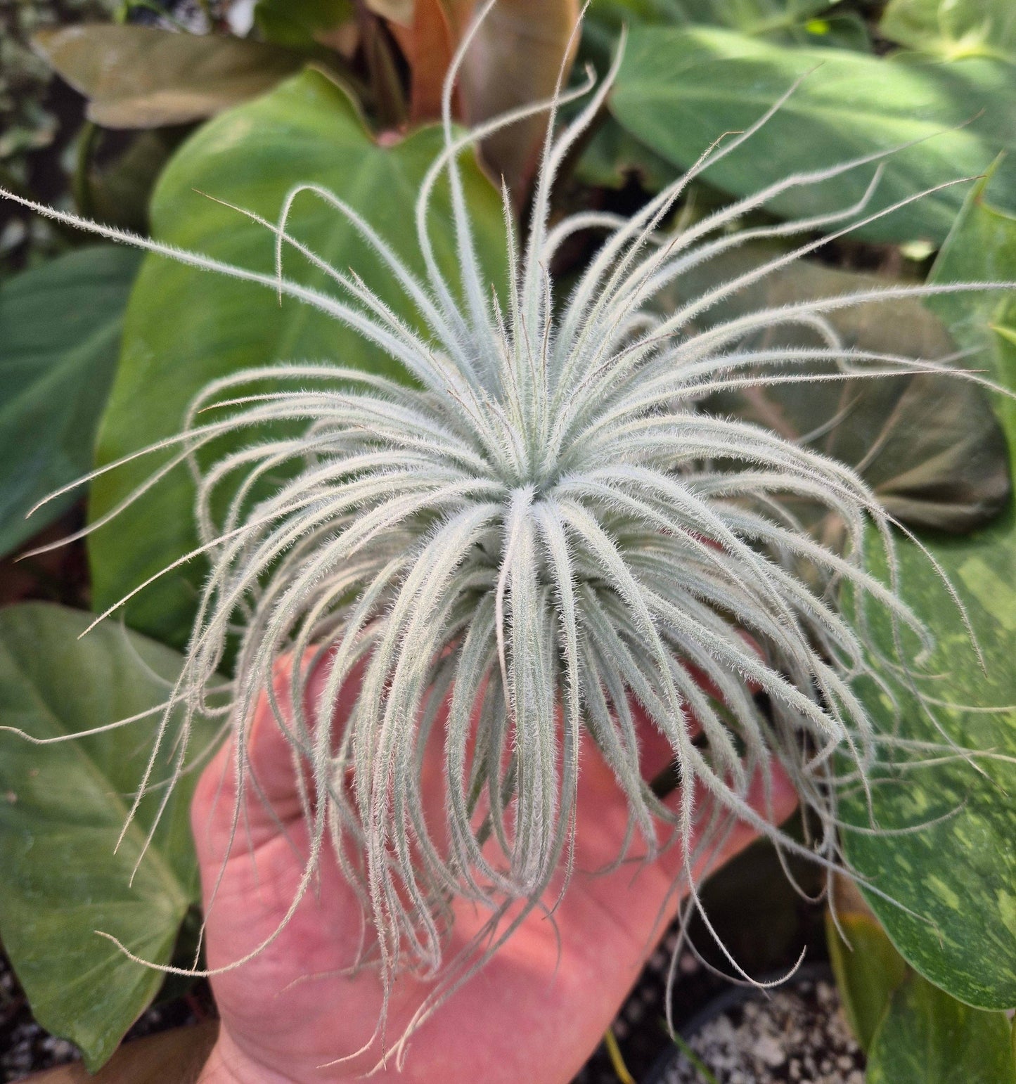 Tillandsia Tectorum: Small 2-3"