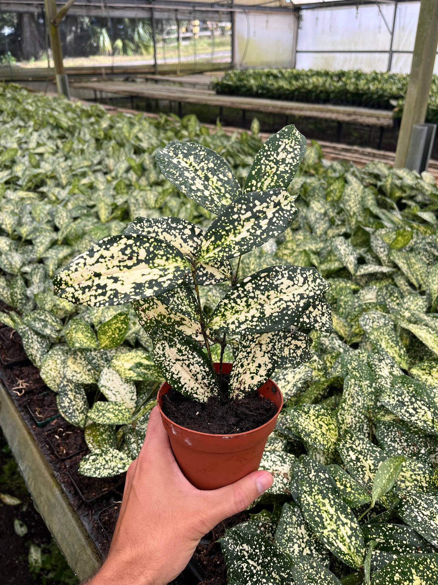 4" Florida Beauty 'Dracaena Surculosa'