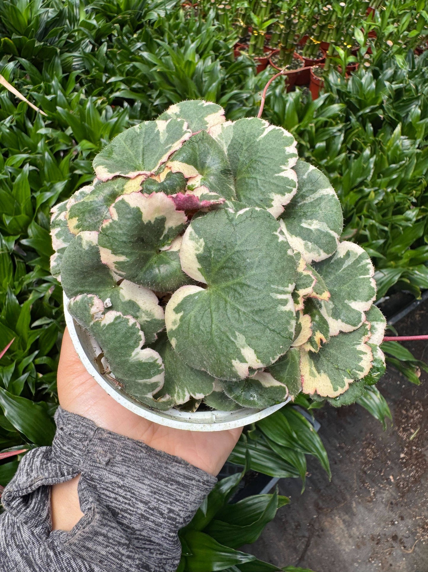 Saxifraga Tricolor: 4" Pot