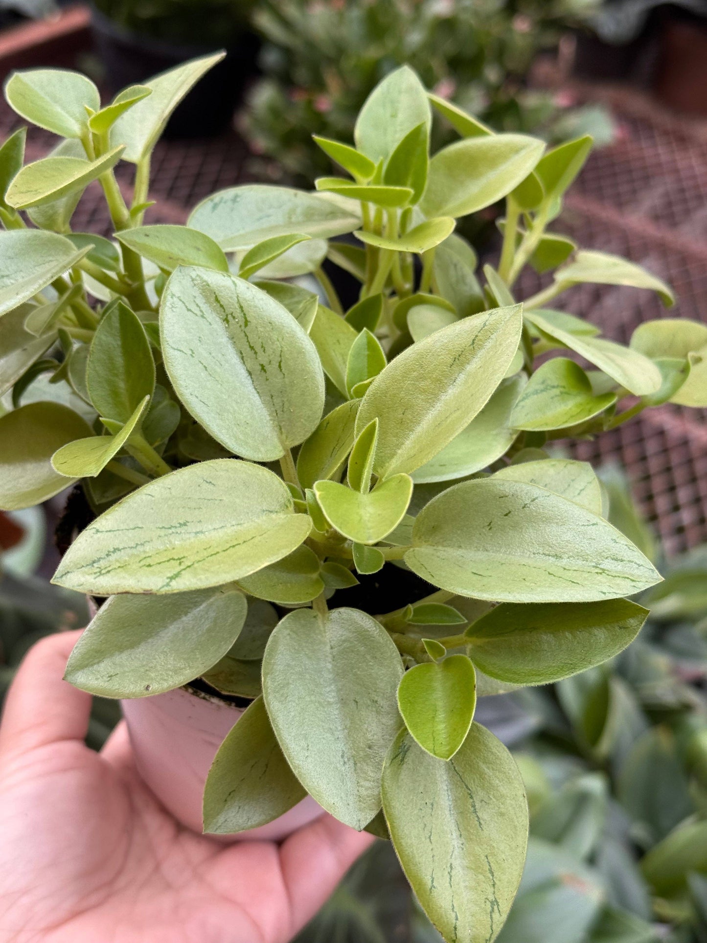Peperomia 'Pixie Lime’: 4" Pot