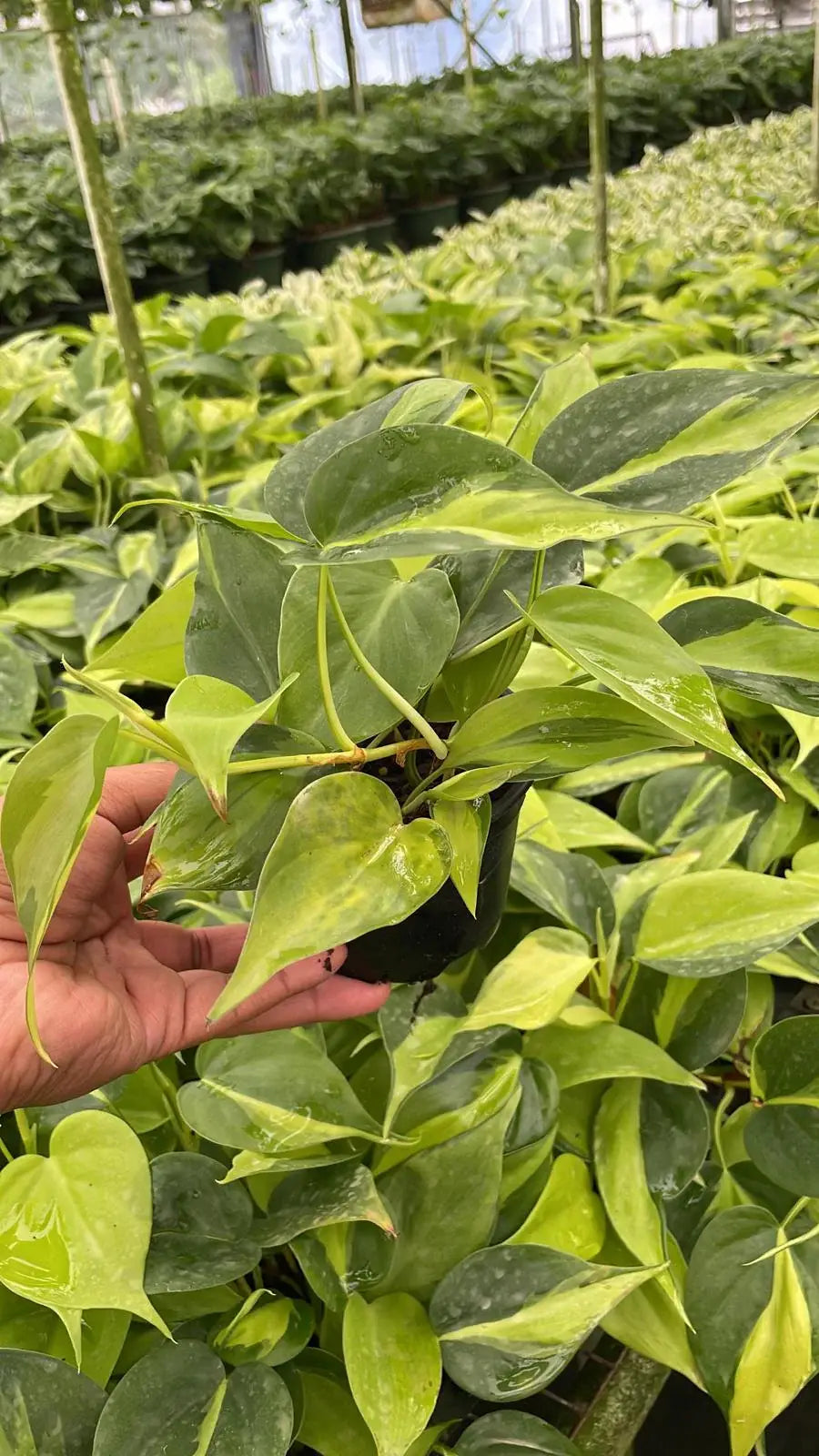 4" Philodendron 'Brazil'