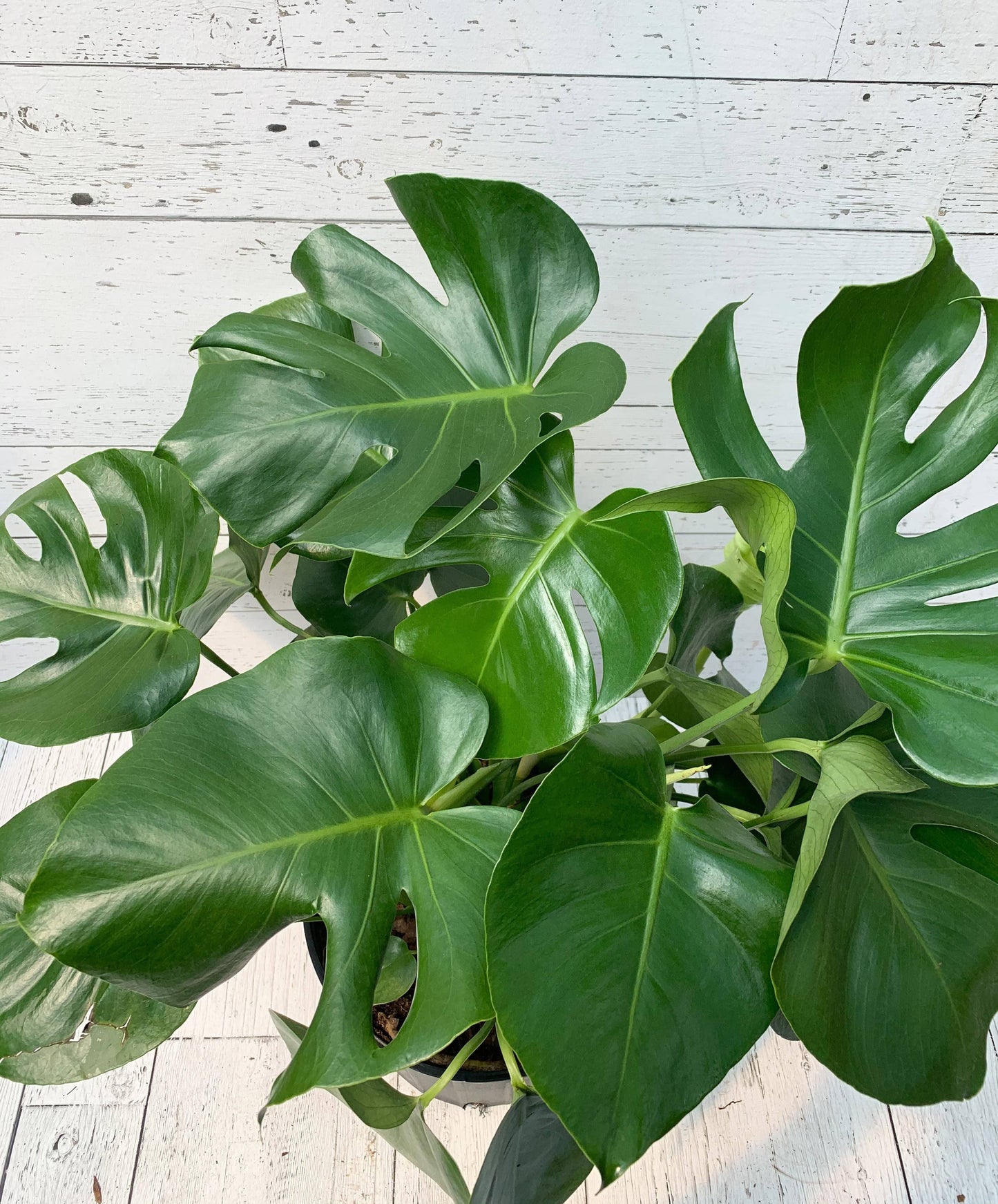 10" Monstera Delicosia