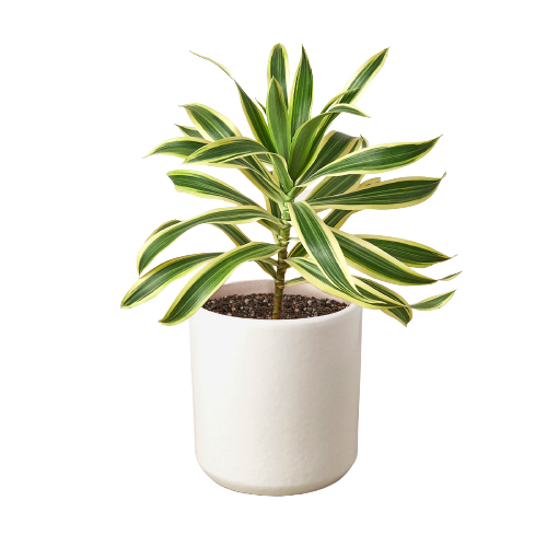 Dracaena 'Song of India': 6 in Pot