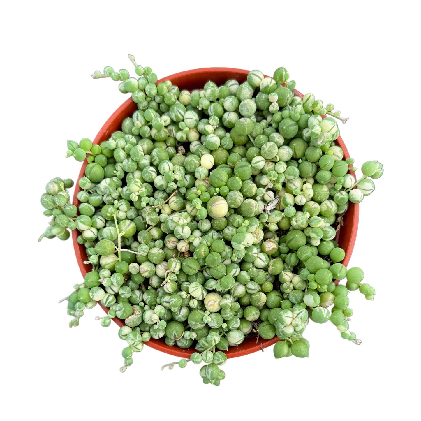 Variegated String of Pearls | 4 inch | Senecio rowleyanus variegata: 4 inch
