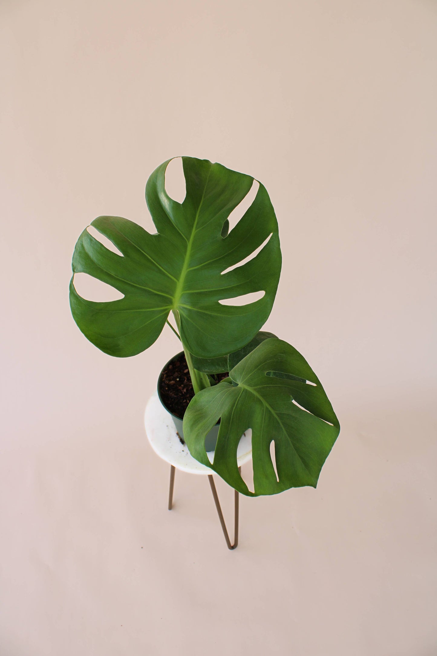 6" Monstera Deliciosa