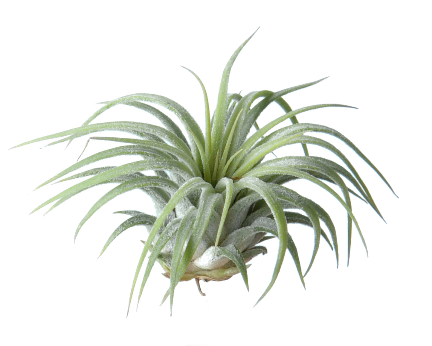 Tillandsia Ionantha Rubra air pant