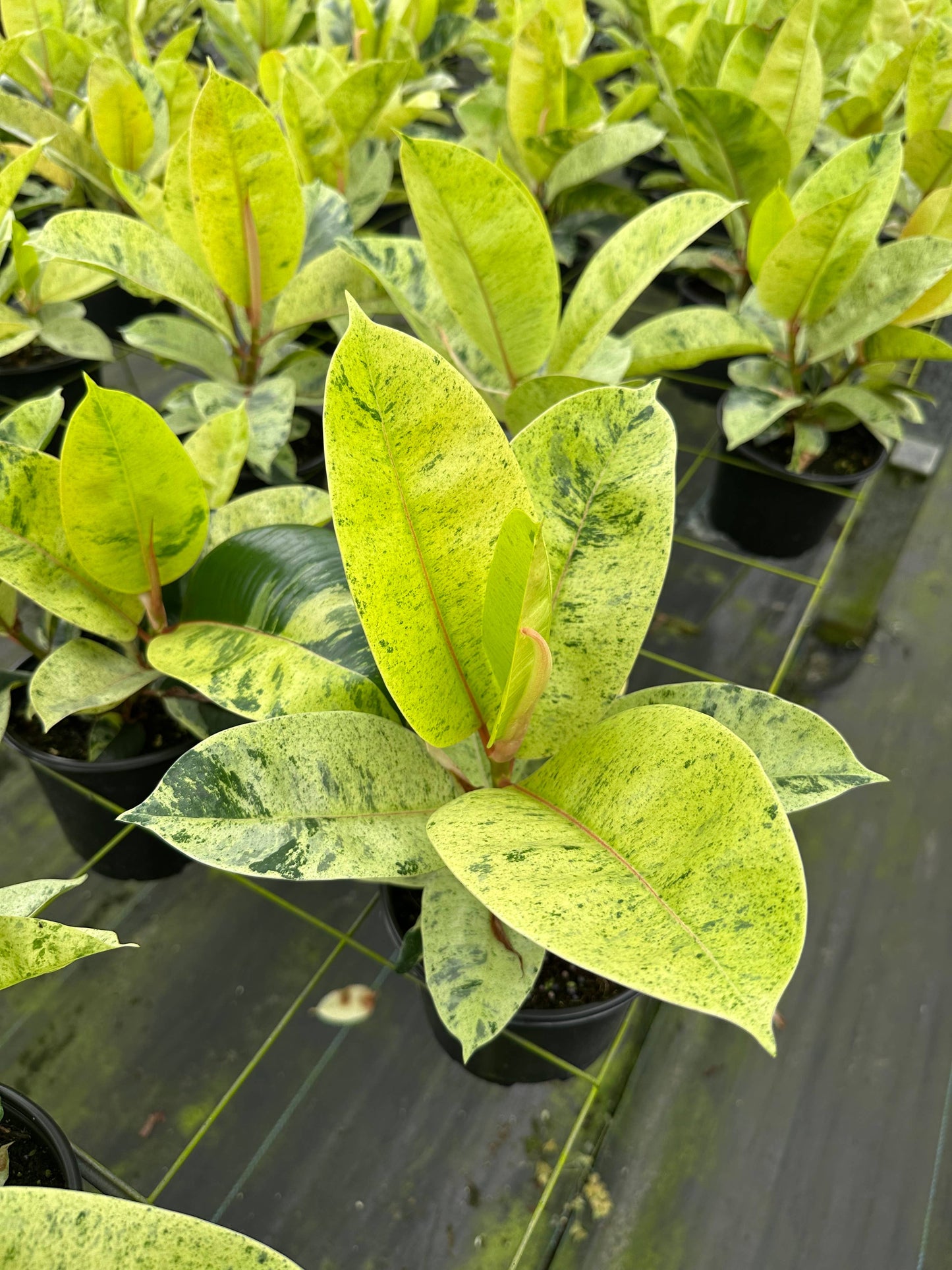 6" Ficus Shivereana ‘Moonshine’ – Enchanting Holiday Indoor Plant