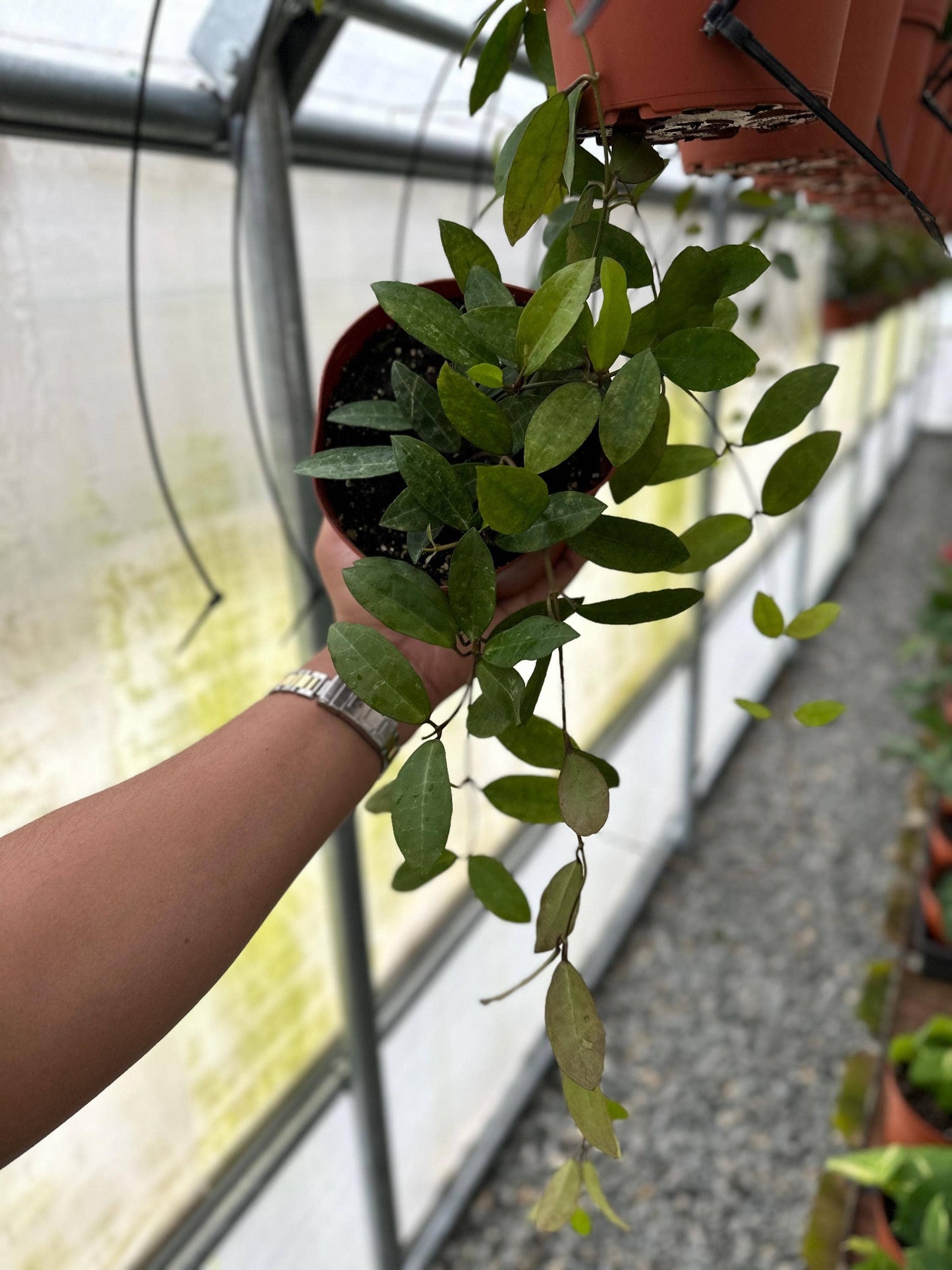 Hoya Elliptica - 6" from MyPlants