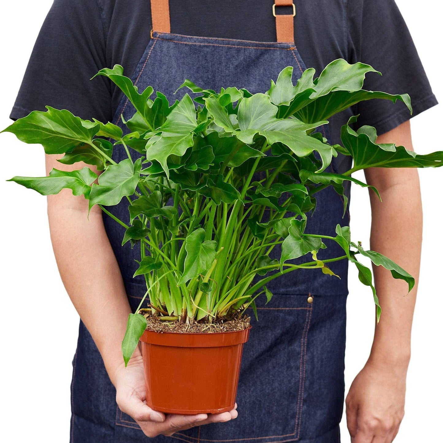 Philodendron ‘Little Hope': 6" Pot