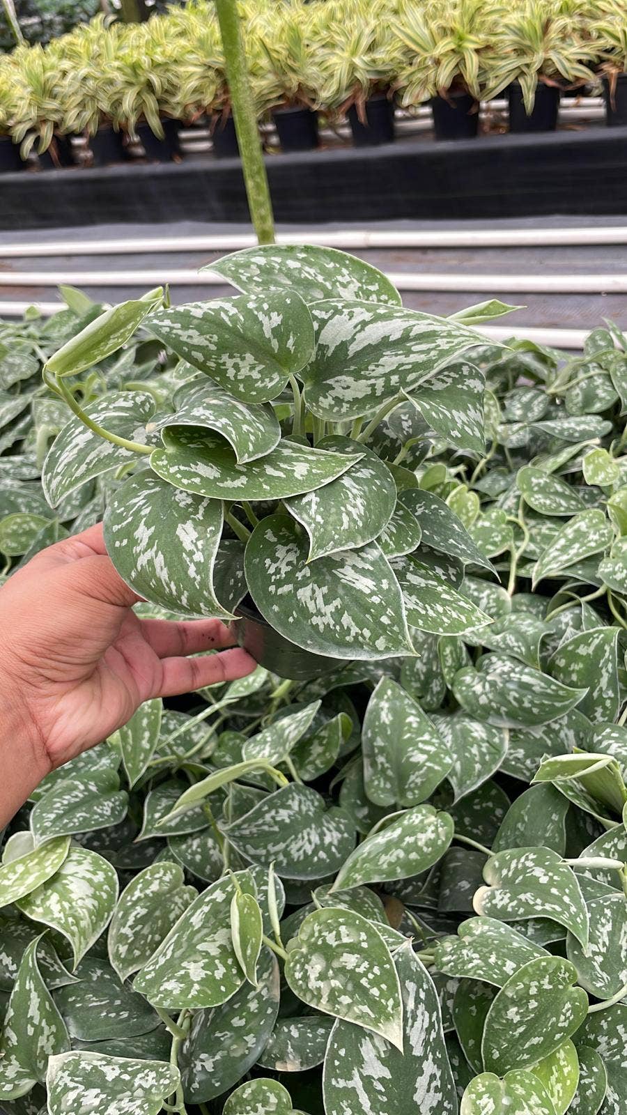 satin philodendron 4" Philodendron 'Satin'