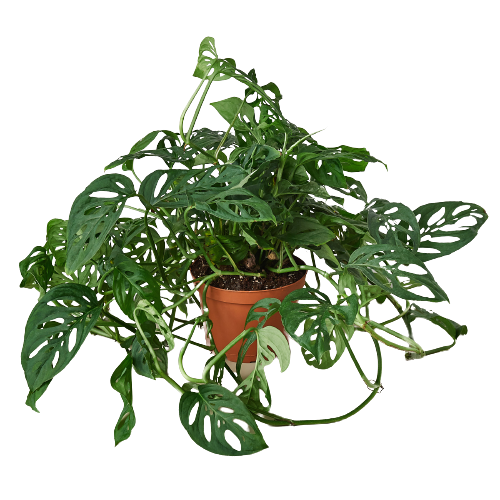 Monstera Adansonii 'Swiss Cheese': 6" Pot
