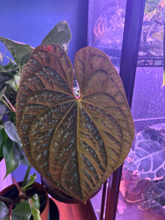 Anthurium Care 101: How to Keep Your Flamingo Flowers & Velvet Queens Thriving