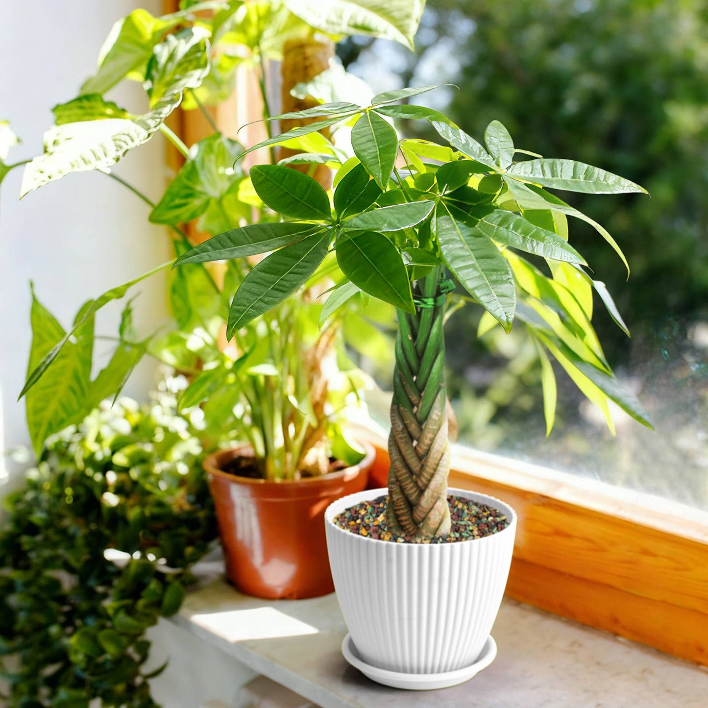 Braided Money Tree Pachira aquatica