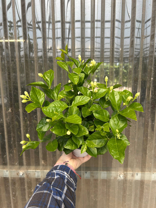 6" Jasmine sambac 'Maid of Orleans'