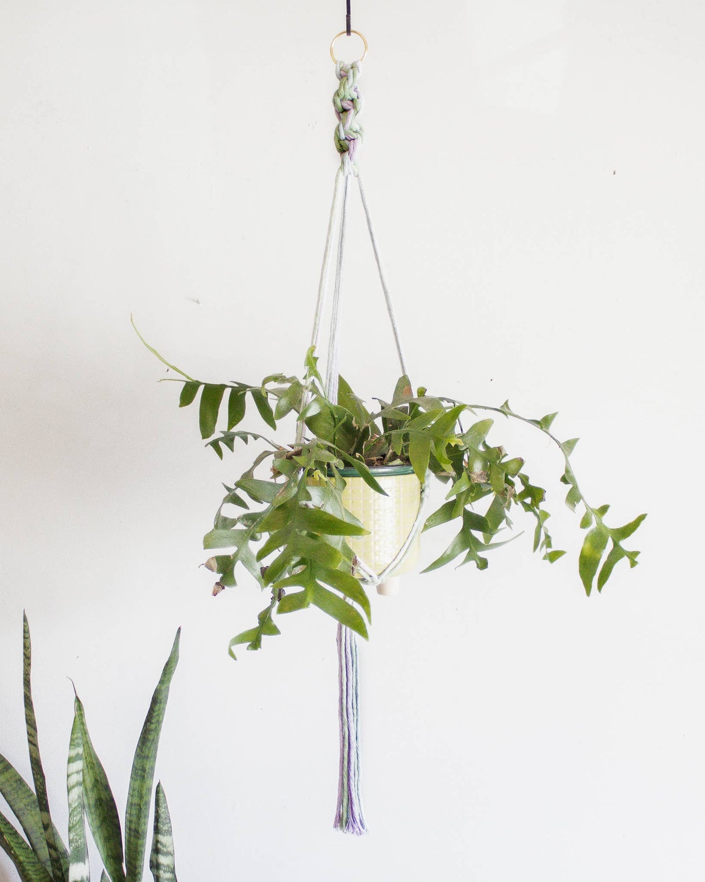 Chunky Twist Plant Hanger - Multicolor: Deep Green