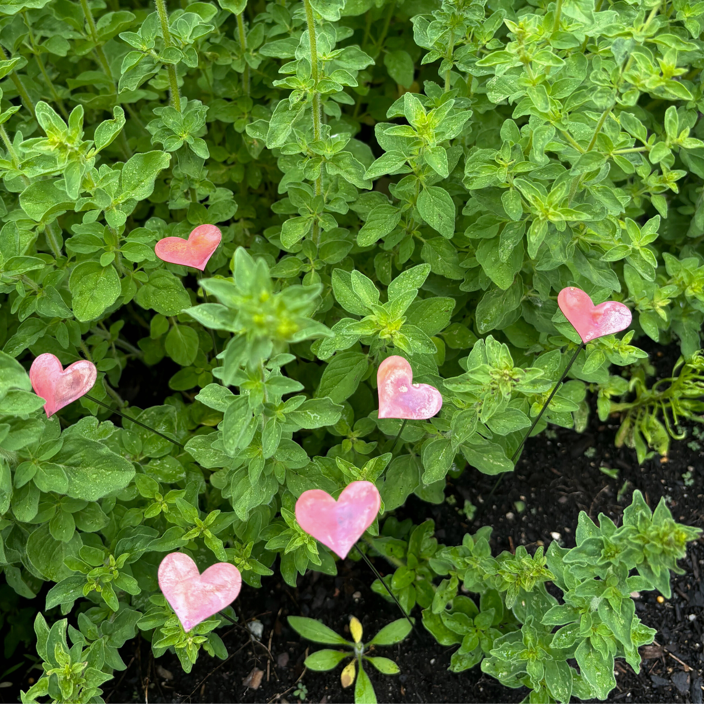 Small Copper Hearts - Bare