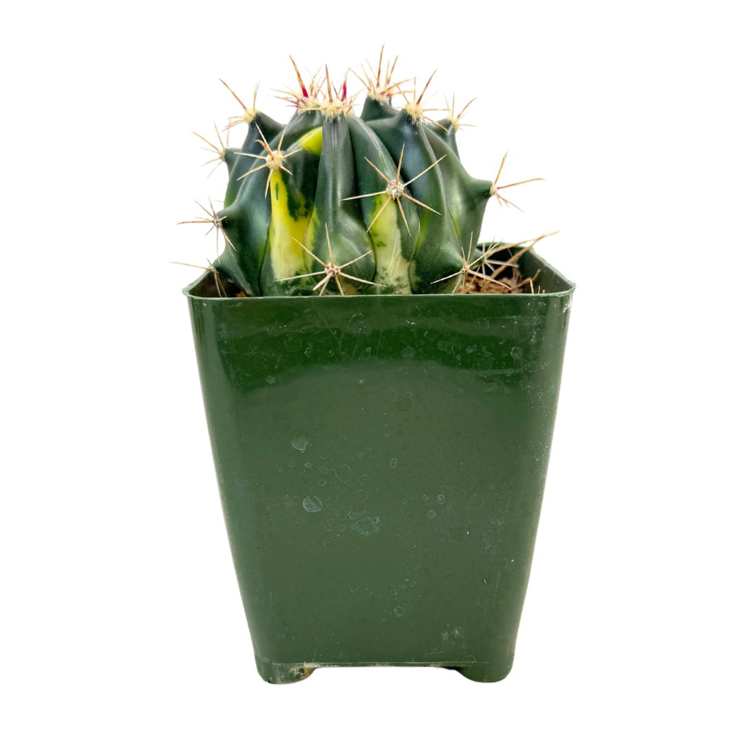 Variegated Fire Barrel Cactus | 3.5 inch | Ferocactus gracilis variegata: 3.5 inch