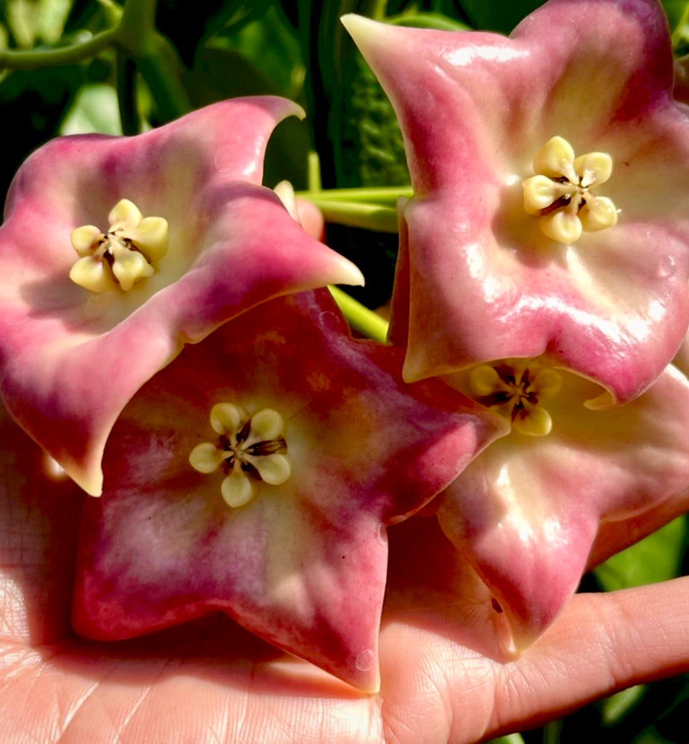 Mary’s HOYA OBSESSED FIND! With Pottery and jeweled trellis. Hoya Cv. Monette