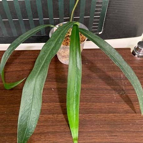 Anthurium pendens 4 inch
