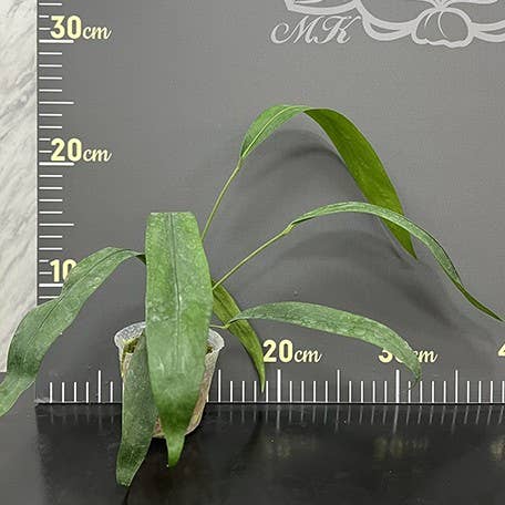 Anthurium pendens 4 inch