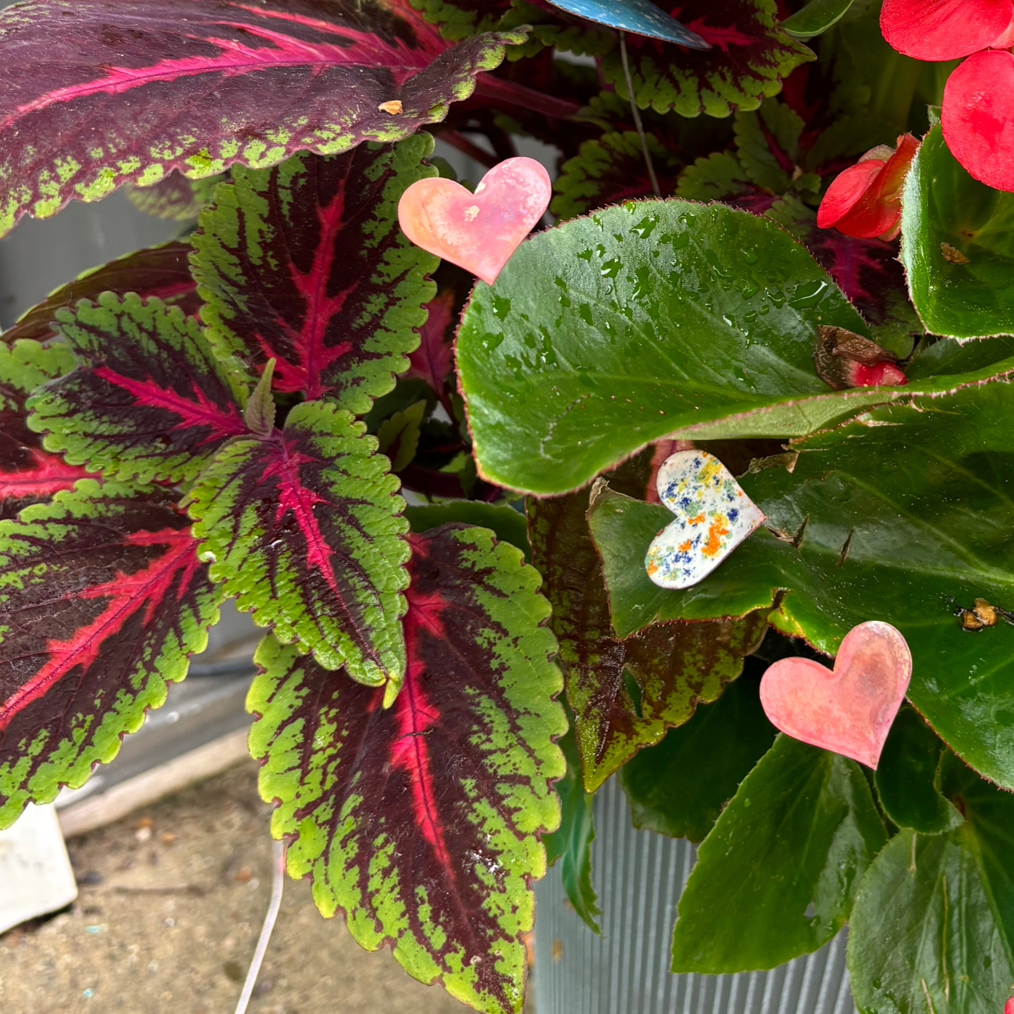 Small Copper Hearts - Bare