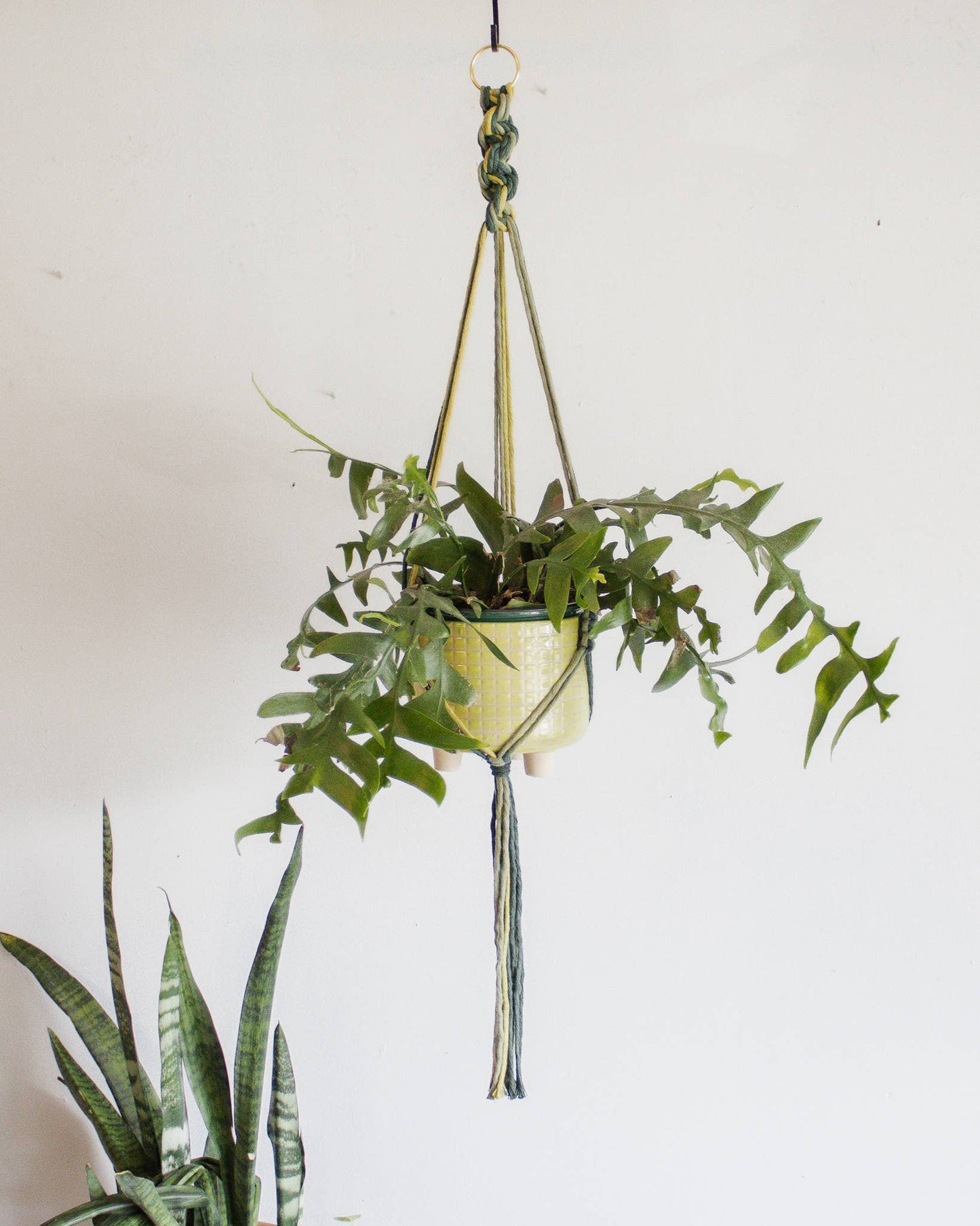 Chunky Twist Plant Hanger - Multicolor: Deep Green