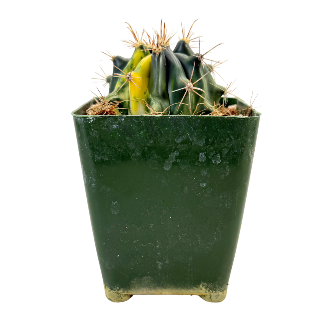 Variegated Fire Barrel Cactus | 3.5 inch | Ferocactus gracilis variegata: 3.5 inch