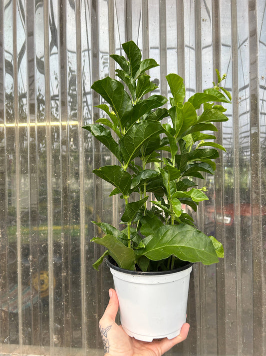 6" Jasmine sambac 'Grand Duke of Tuscany'