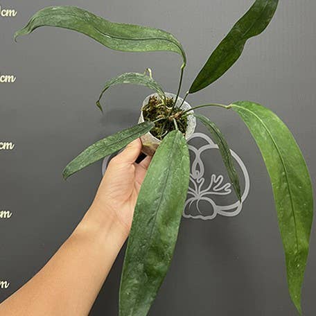 Anthurium pendens 4 inch