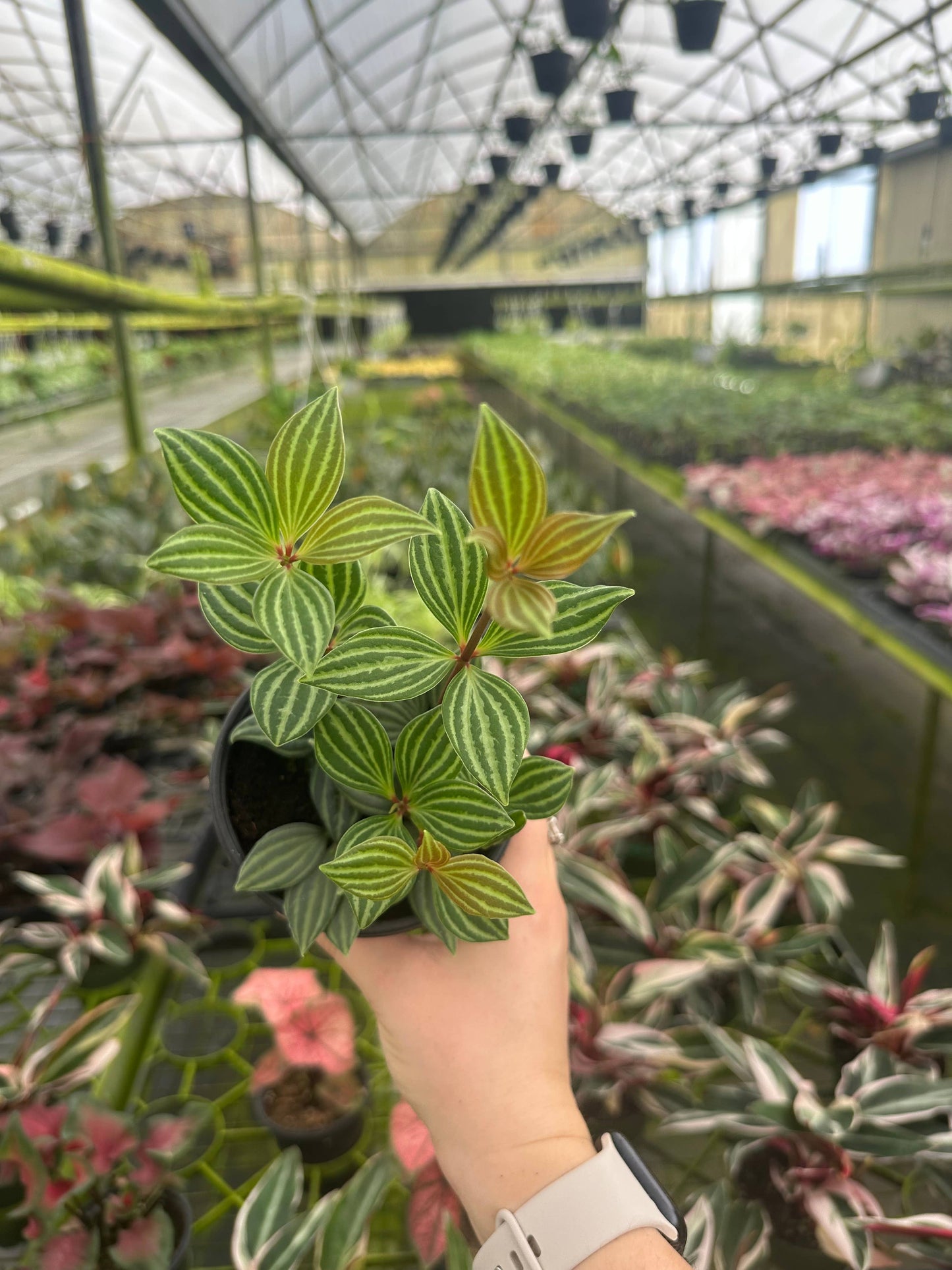 4" Peperomia Stilt -Peperomia Puteolata