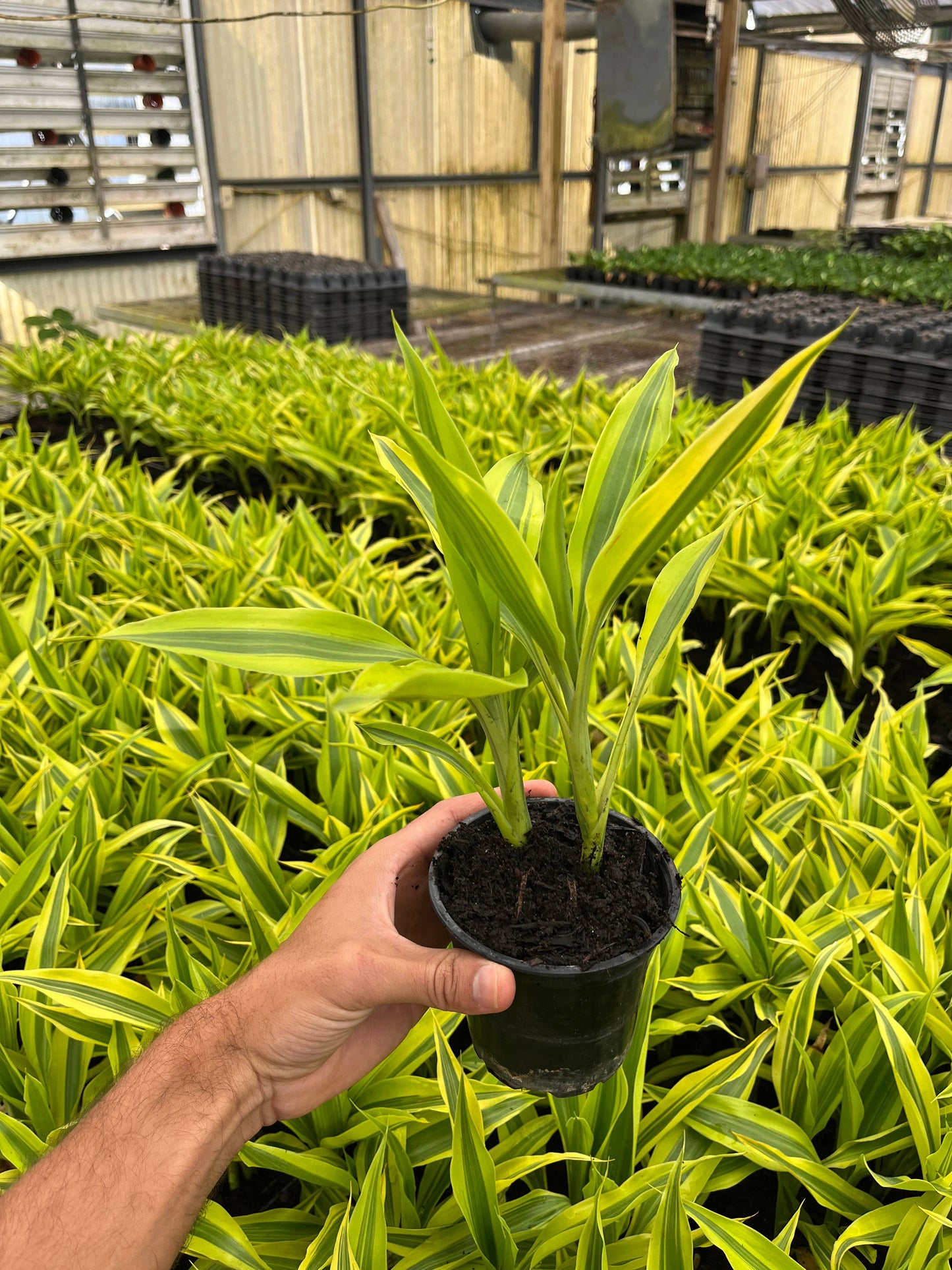 4" Dracaena Sanderiana Gold 'Lucky Bamboo'