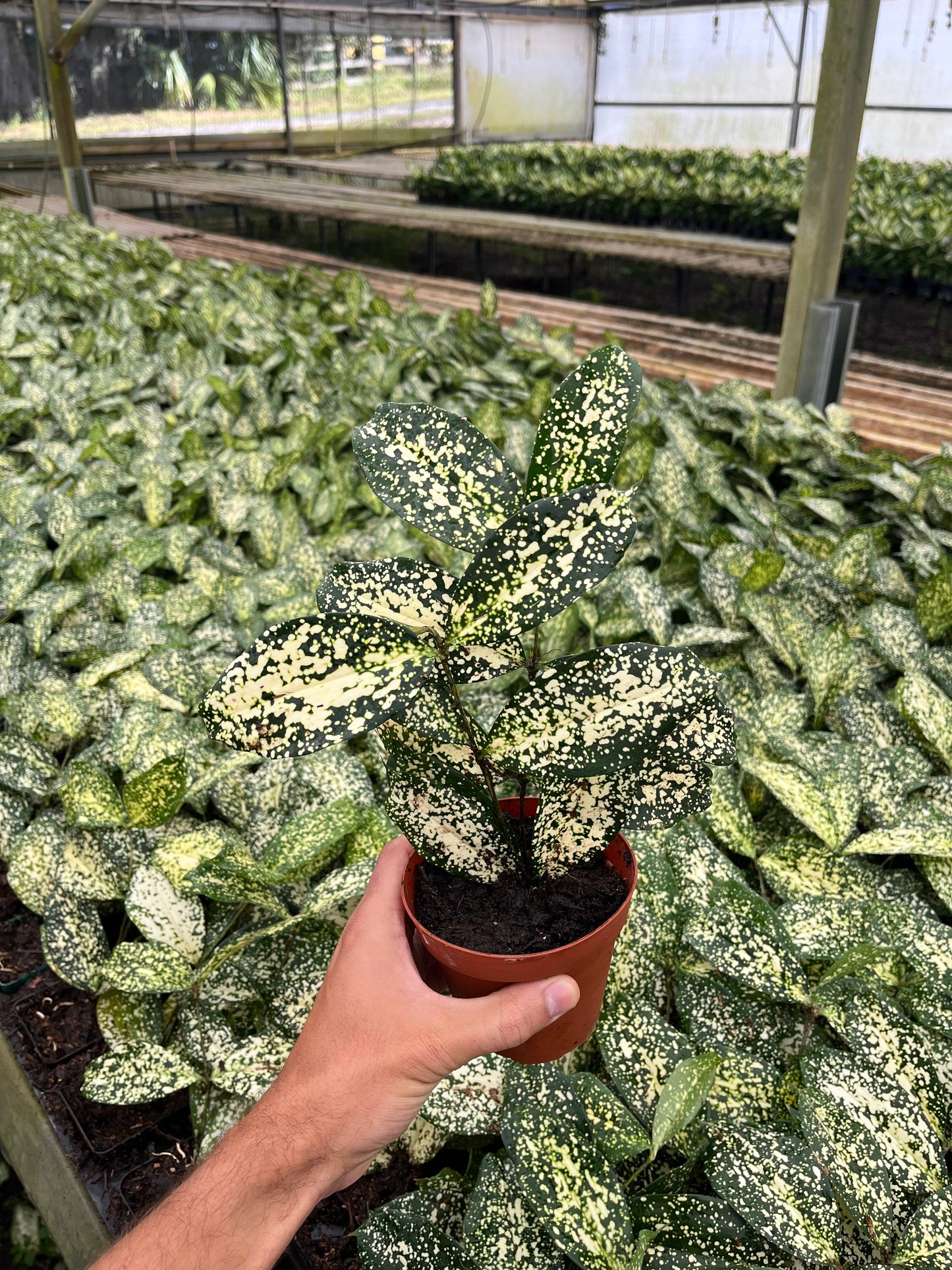 4" Florida Beauty 'Dracaena Surculosa'