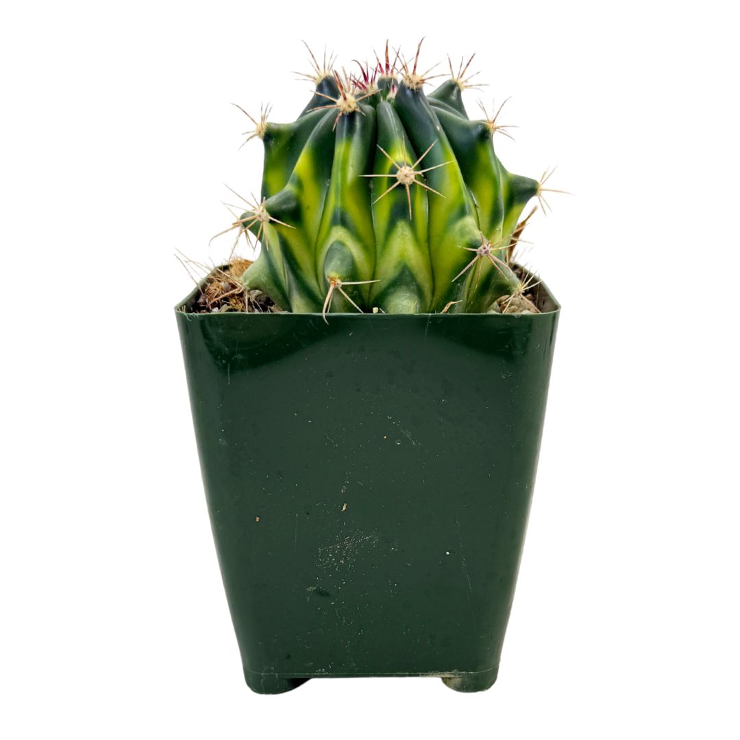 Variegated Fire Barrel Cactus | 3.5 inch | Ferocactus gracilis variegata: 3.5 inch