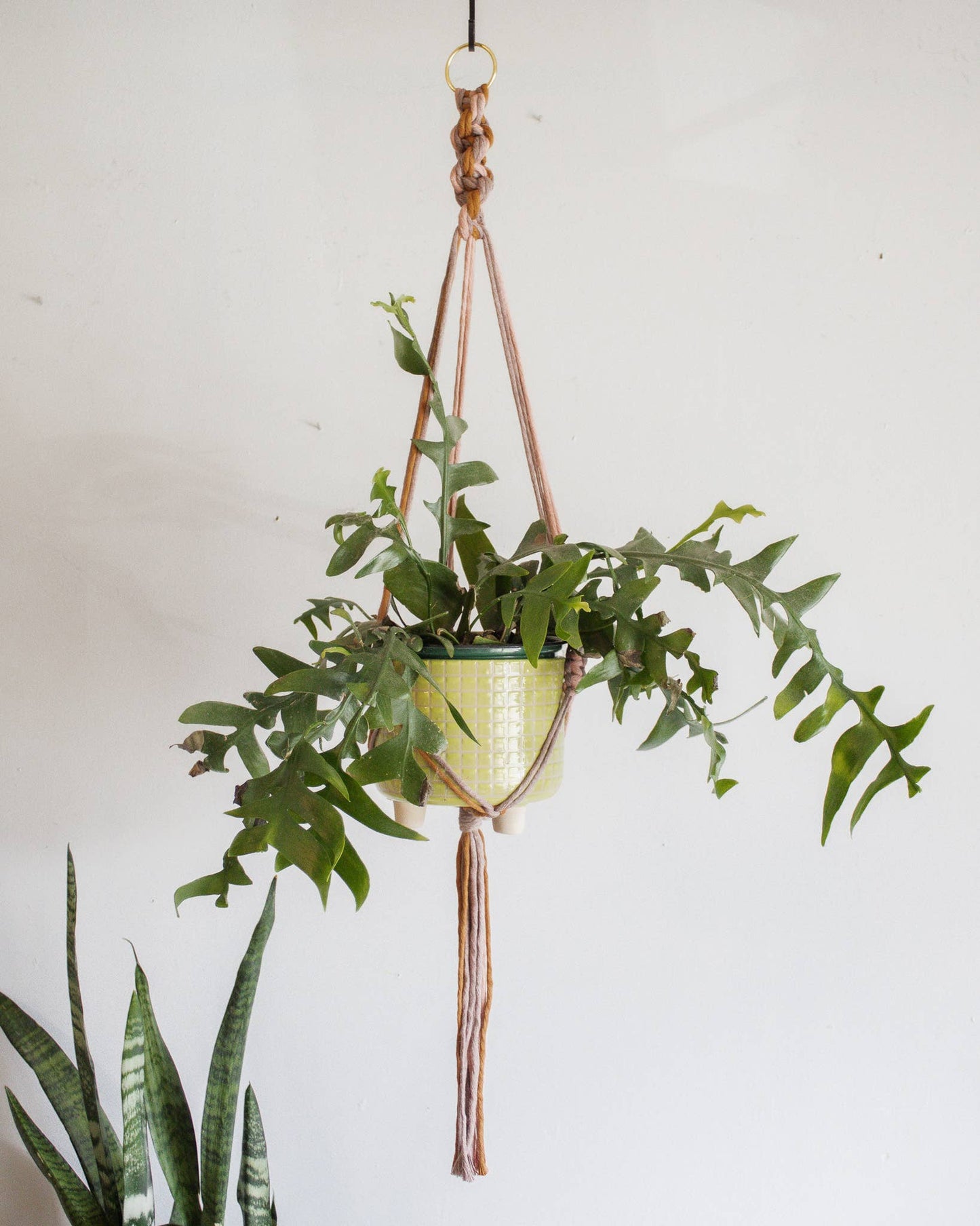 Chunky Twist Plant Hanger - Multicolor: Deep Green