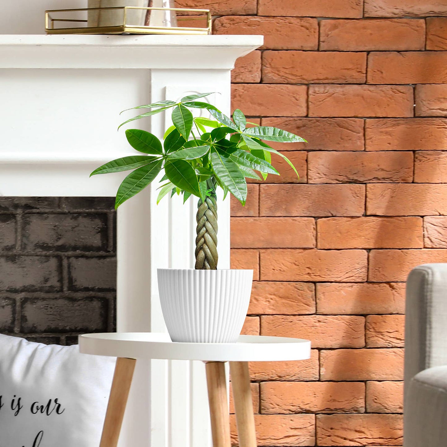 Braided Money Tree Pachira aquatica