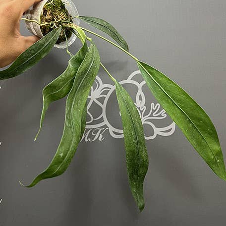 Anthurium pendens 4 inch