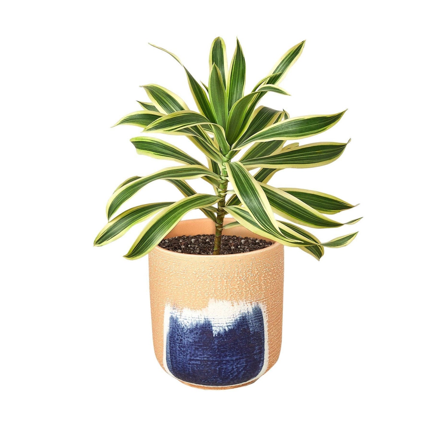 Dracaena 'Song of India': 6 in Pot