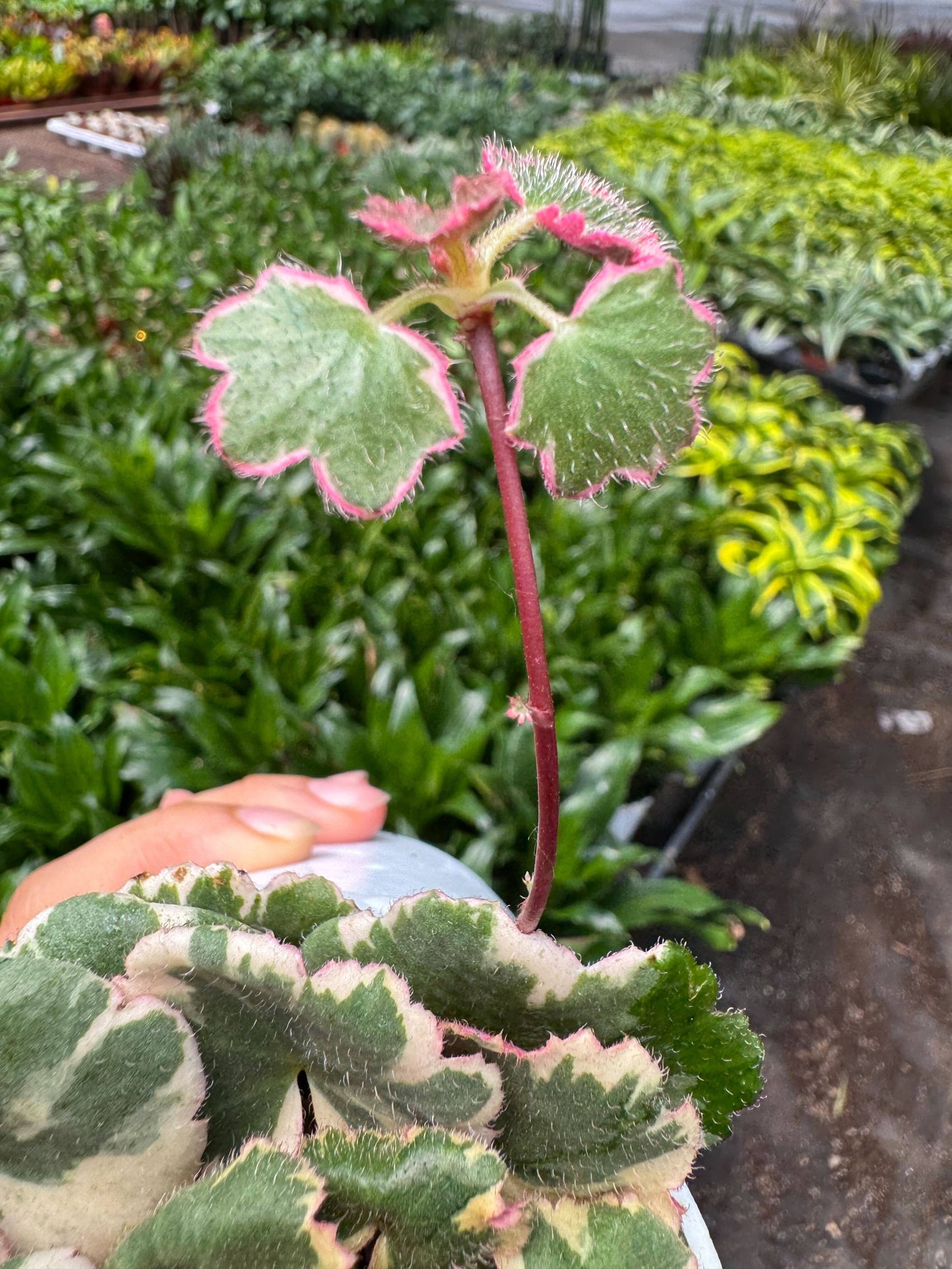 Saxifraga Tricolor: 4" Pot