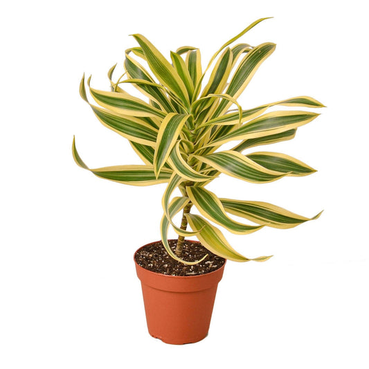Dracaena 'Song of India': 6 in Pot