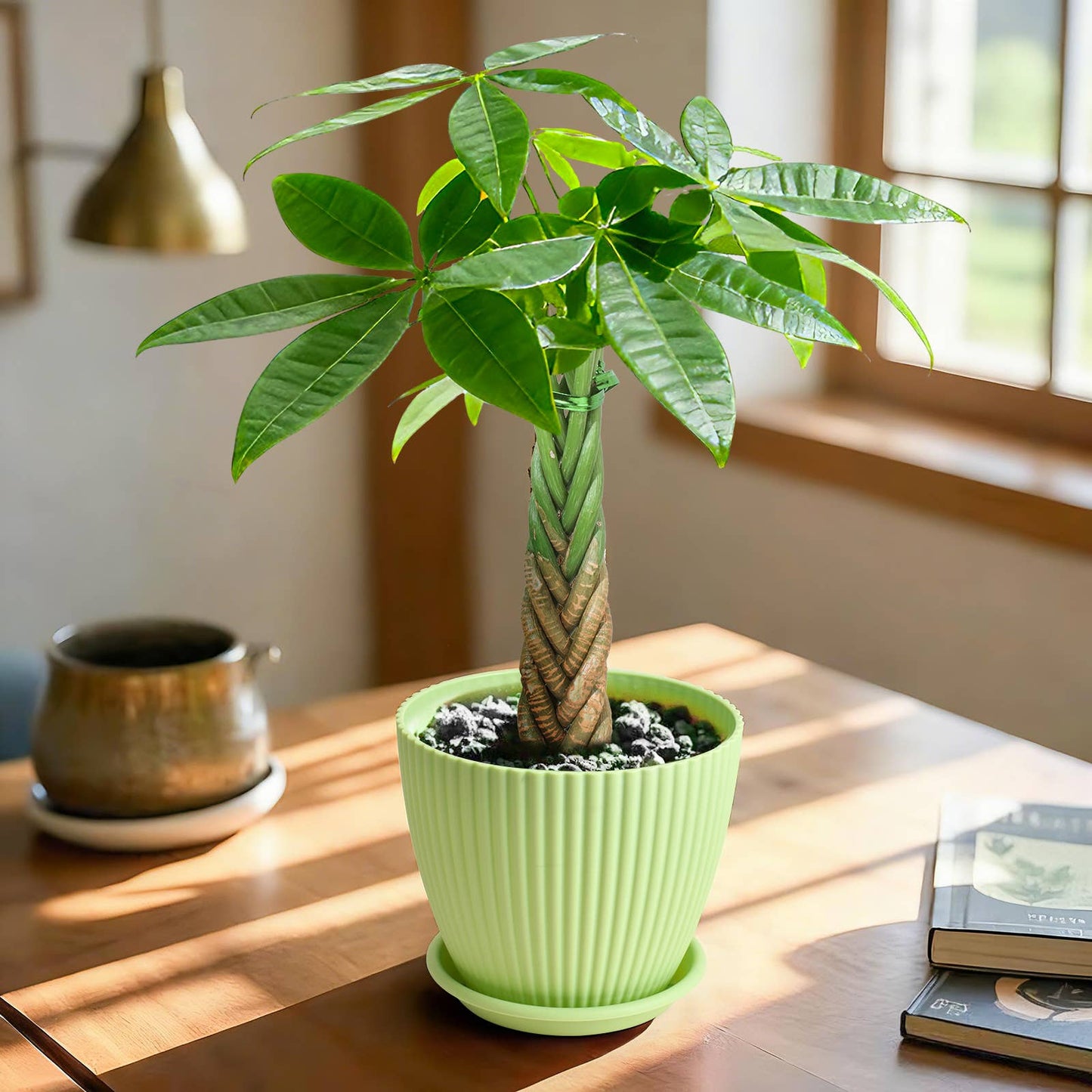 Braided Money Tree Pachira aquatica