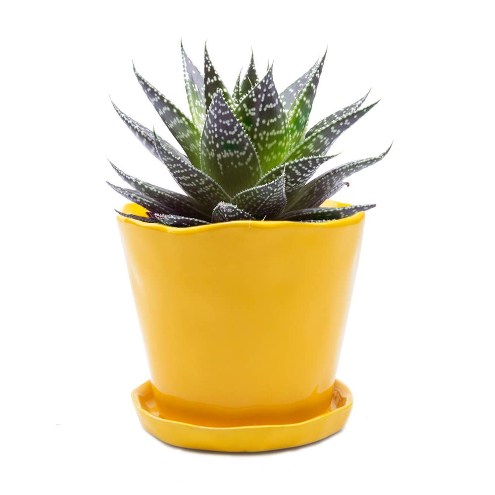 Tika Ceramic Pots and Planters With Saucer And Drainage Hole: Spruce / 5"