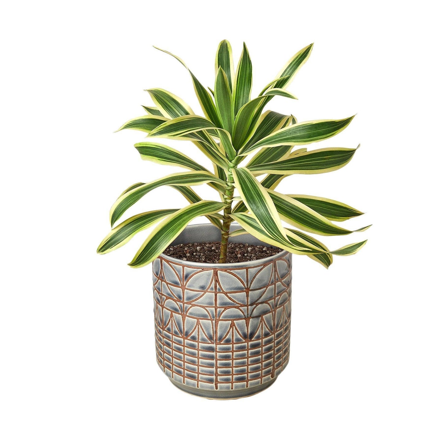 Dracaena 'Song of India': 6 in Pot