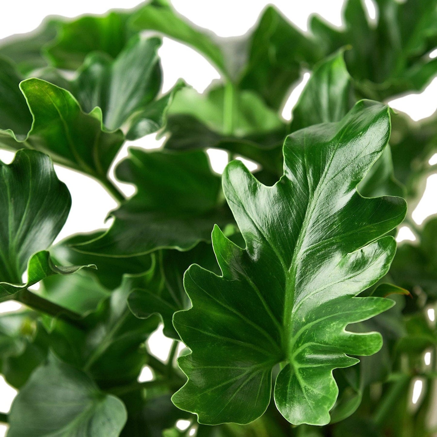 Philodendron ‘Little Hope': 6" Pot