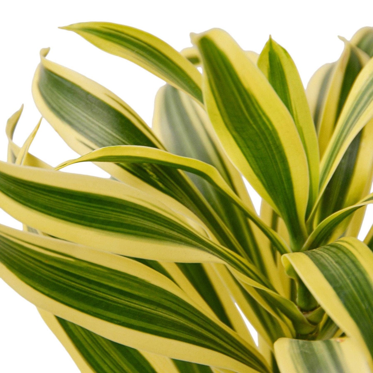 Dracaena 'Song of India': 6 in Pot