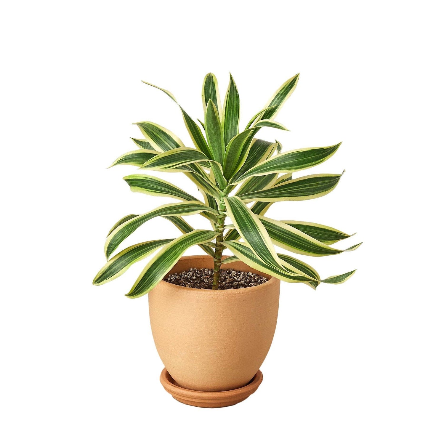 Dracaena 'Song of India': 6 in Pot